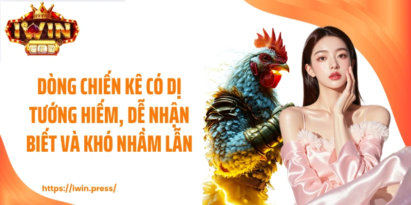 Dòng chiến kê có dị tướng hiếm, dễ nhận biết và khó nhầm lẫn