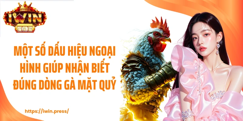 Một số dấu hiệu ngoại hình giúp nhận biết đúng dòng gà mặt quỷ